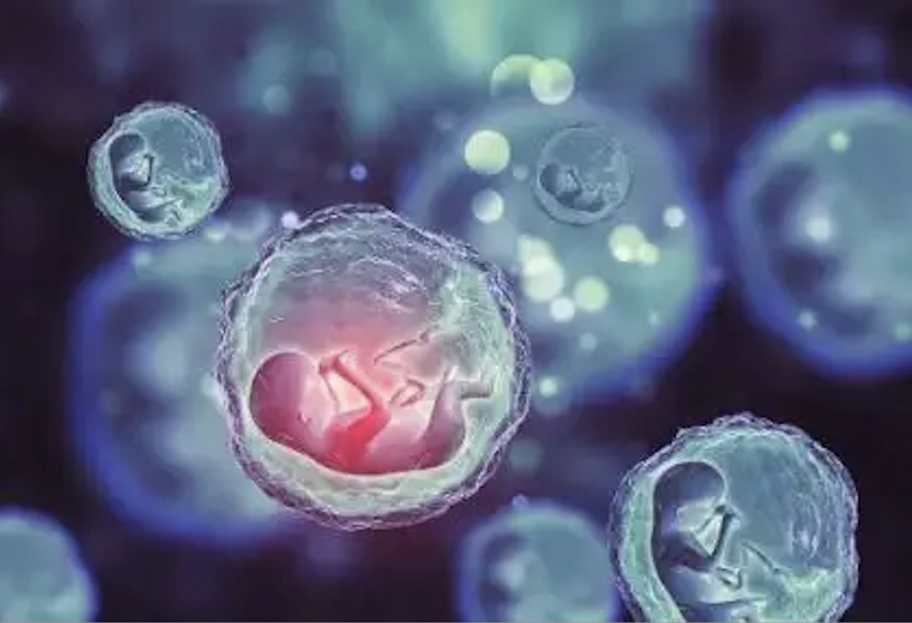 干细胞与卵巢早衰的修复治疗